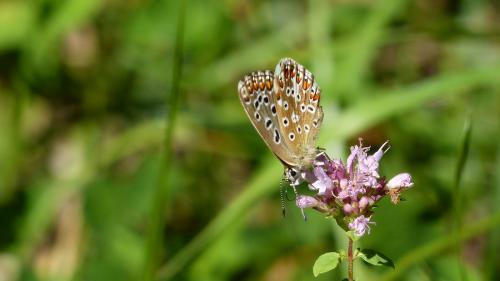 Polyommatus bellargus